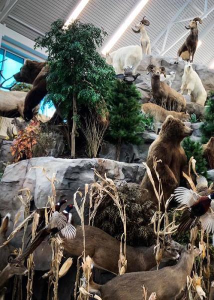 Scheels The Colony